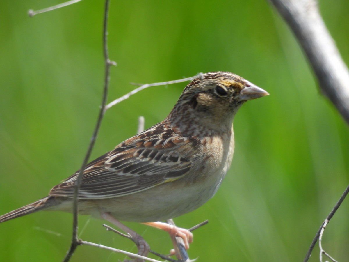 Grasshopper Sparrow - ML633724520