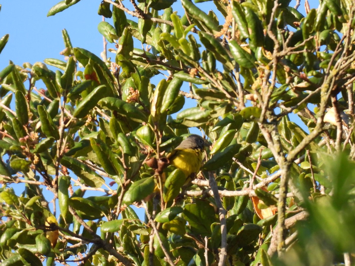 Nashville Warbler - ML633724550