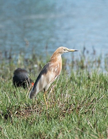 Prachtreiher - ML633724616