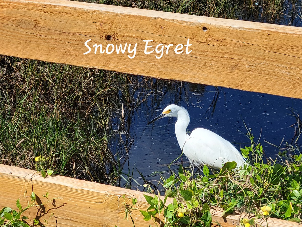 volavka bělostná - ML633724622