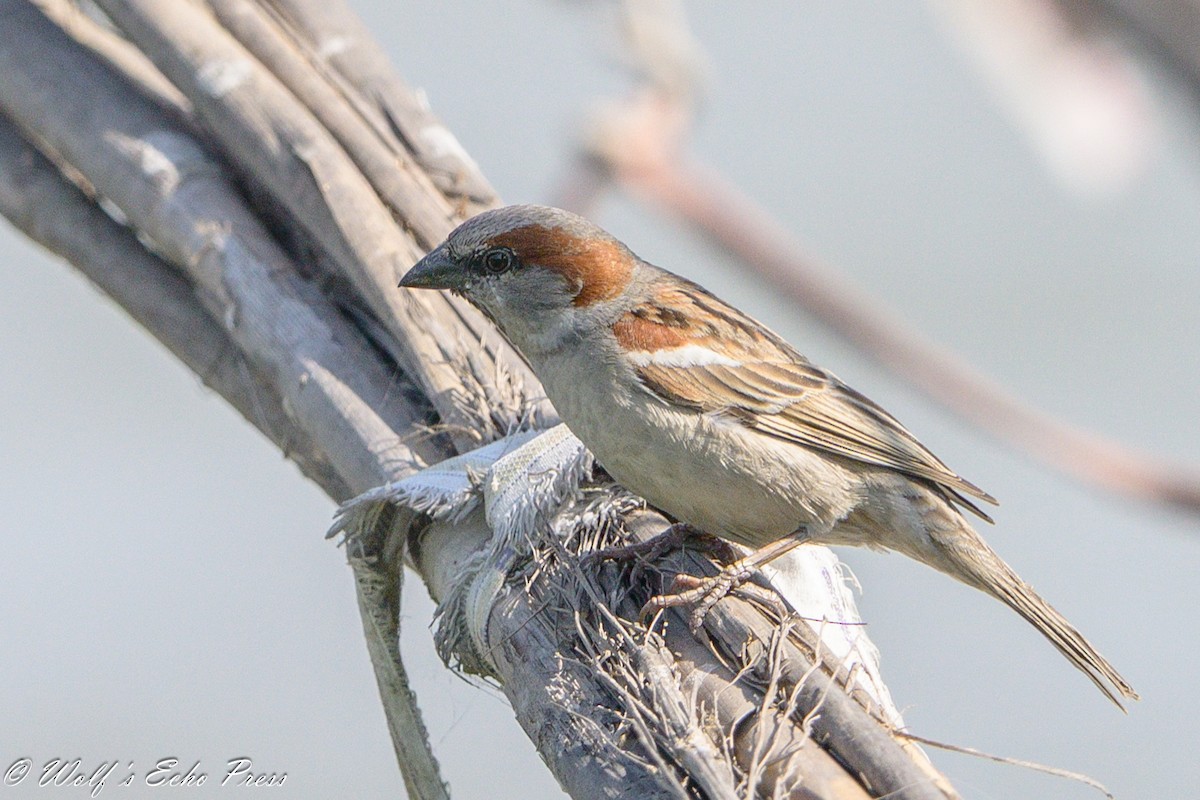 Sind Sparrow - ML633724885