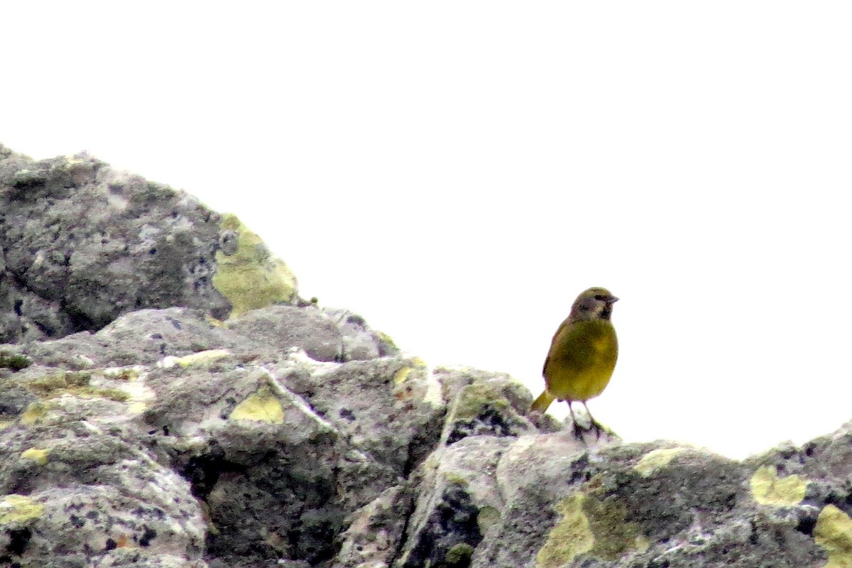 White-bridled Finch - ML633724983