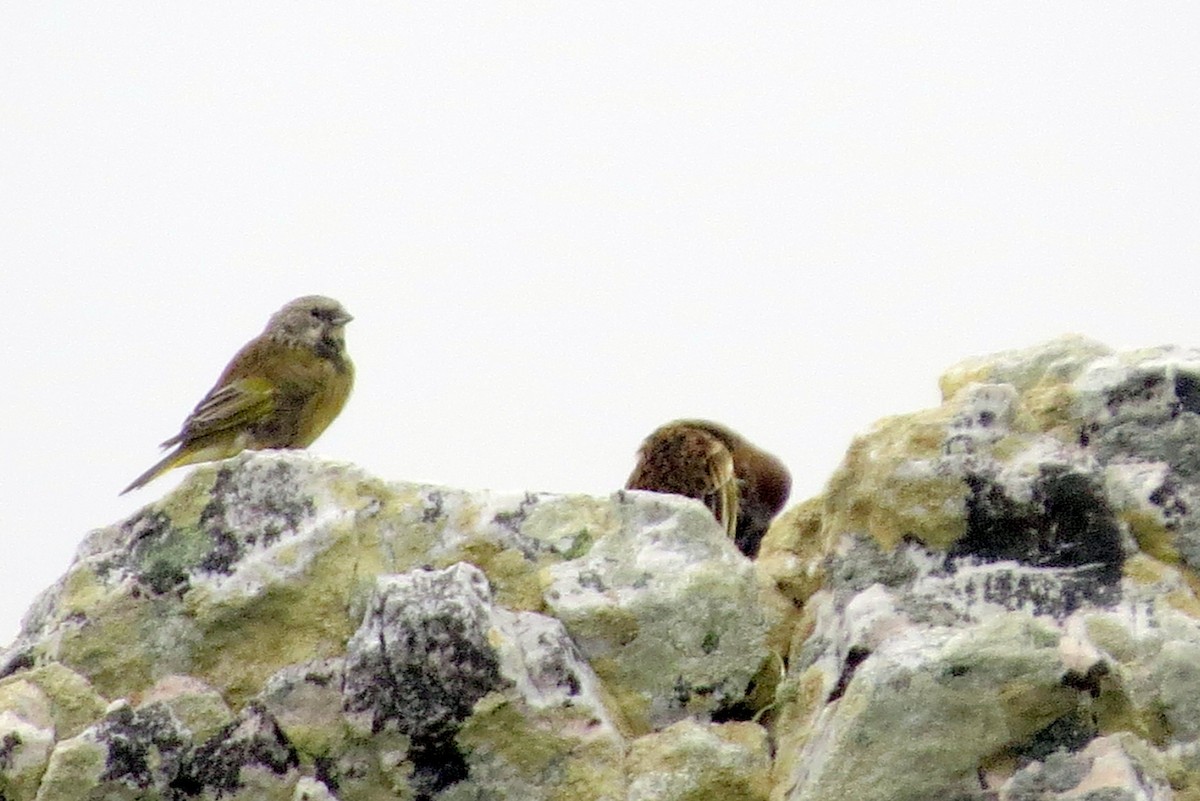 White-bridled Finch - ML633724984