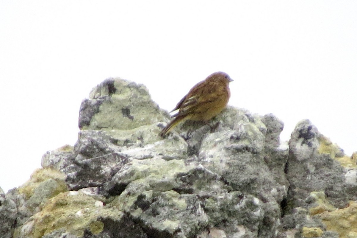 White-bridled Finch - ML633724985