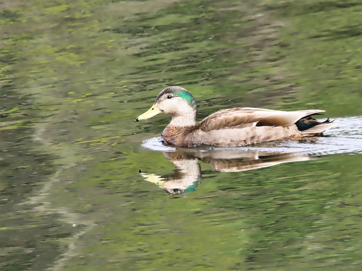Mallard - ML633725070