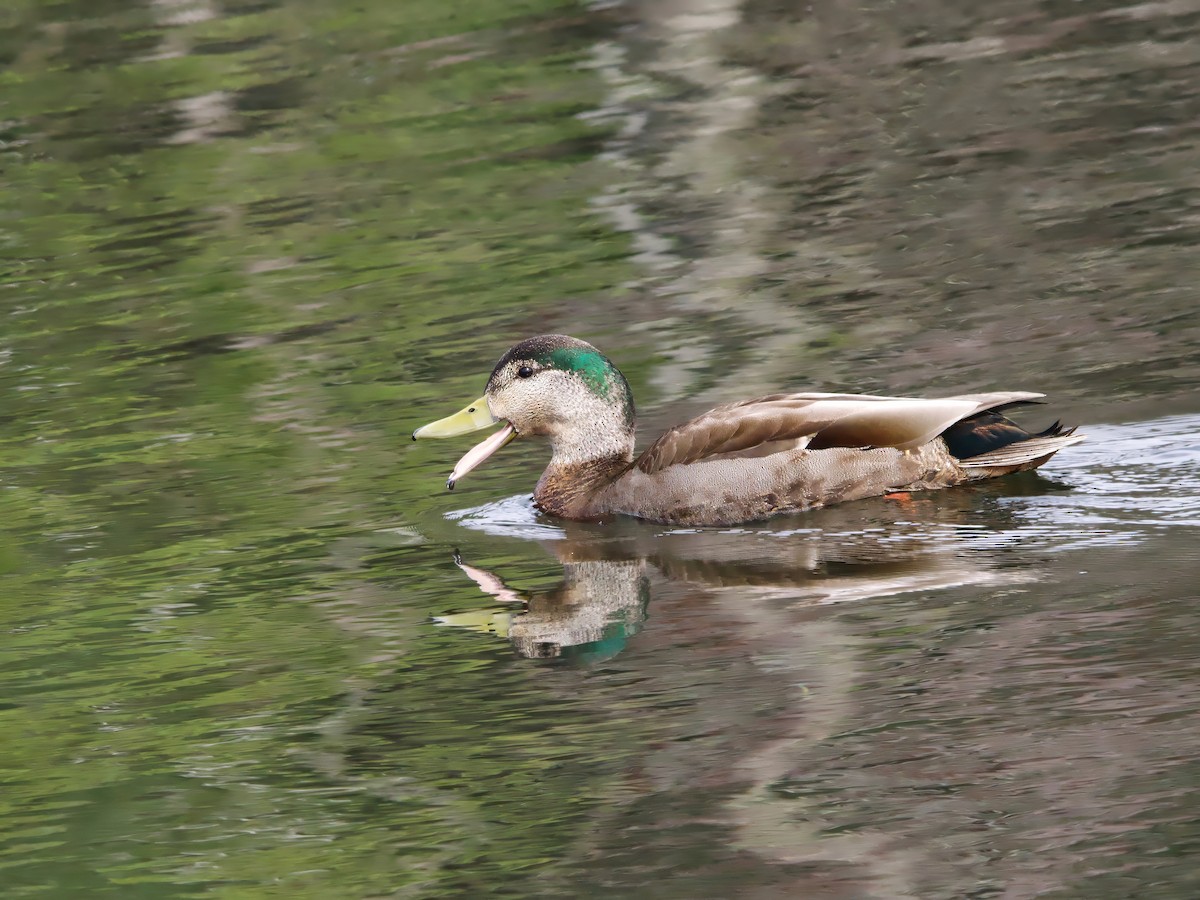 Mallard - ML633725071