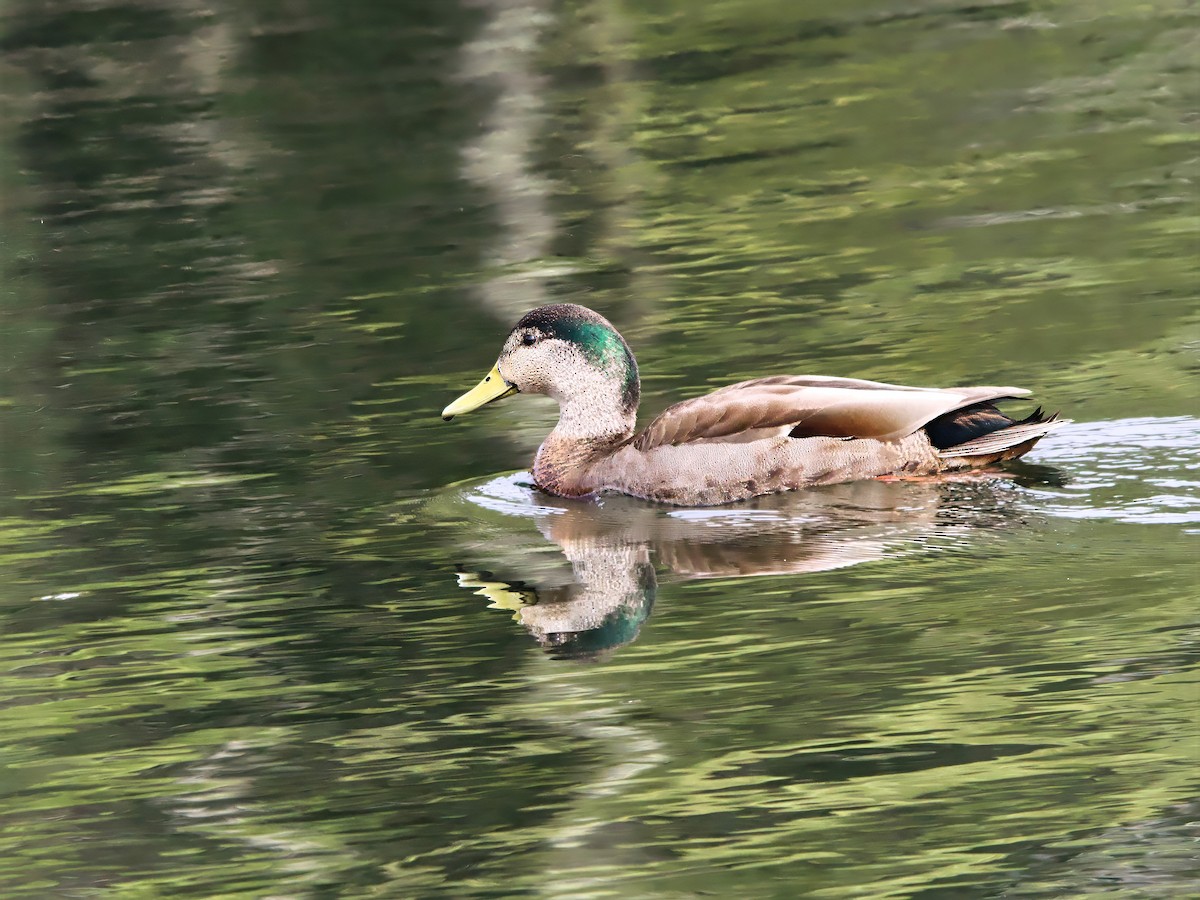 Mallard - ML633725092