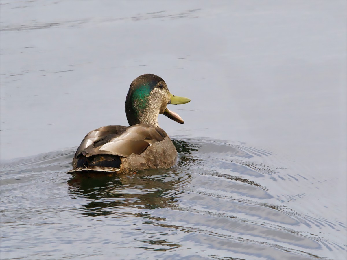 Mallard - ML633725093