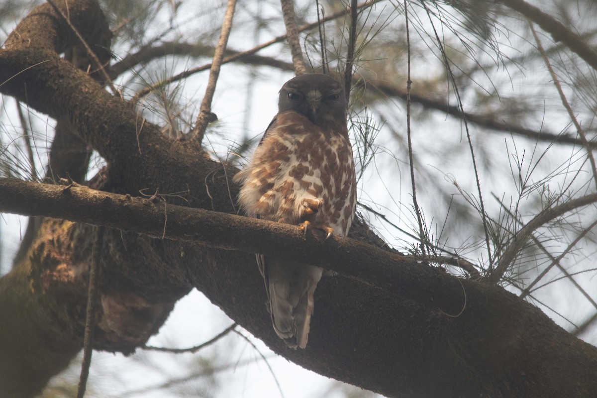 Brown Boobook - ML633725248