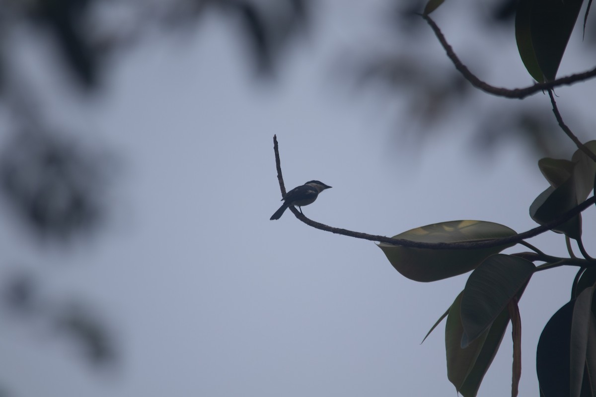 Bar-winged Flycatcher-shrike - ML633725262