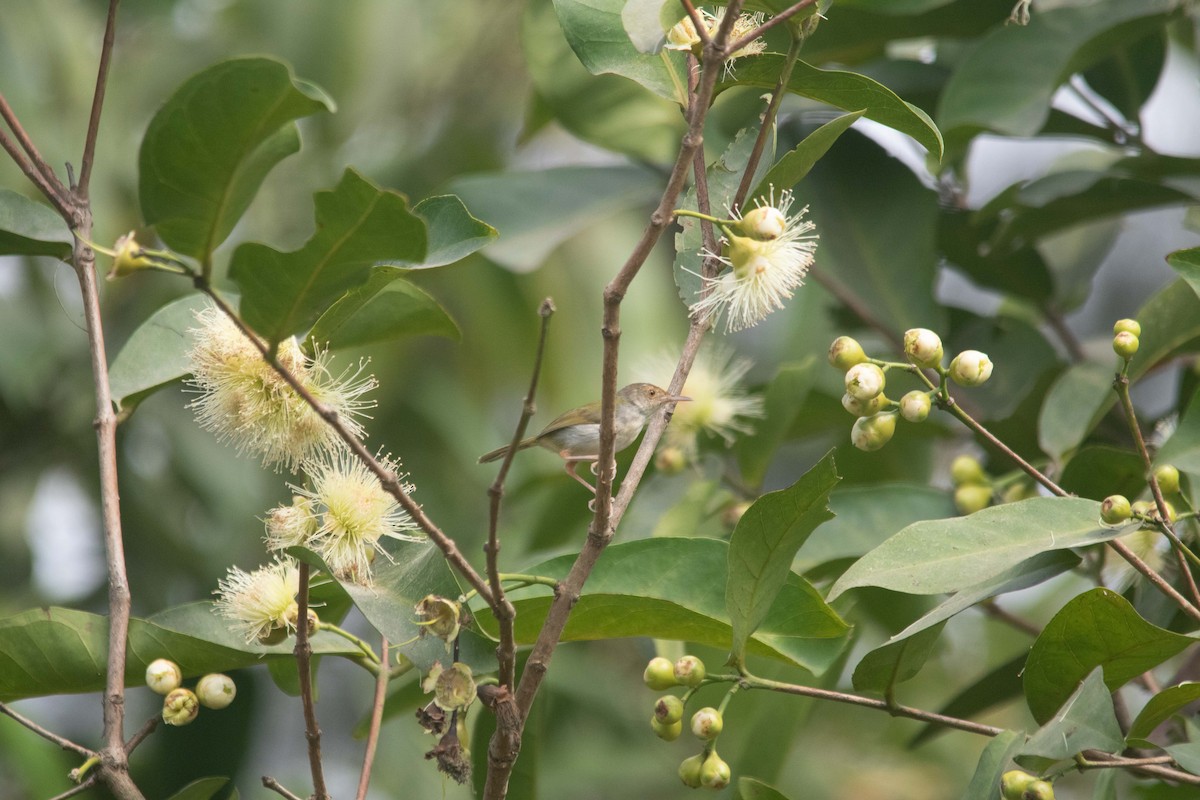 Common Tailorbird - ML633725272