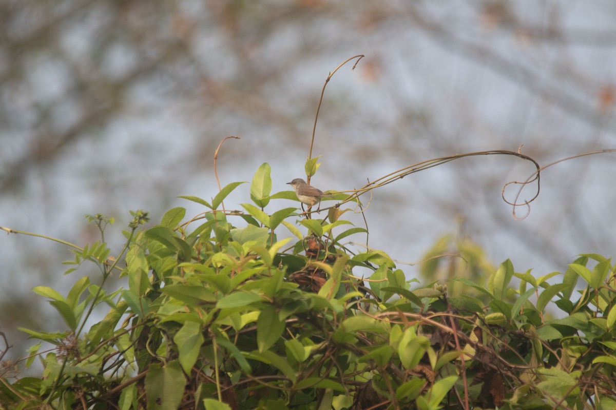 Gray-breasted Prinia - ML633725275