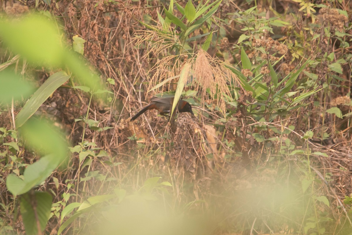 Rufous-necked Laughingthrush - ML633725295