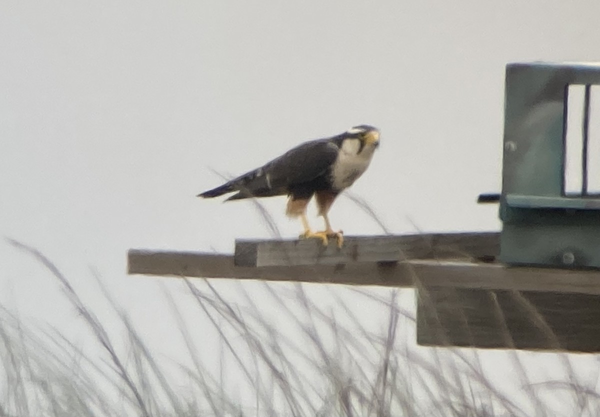 Aplomado Falcon - ML633725298