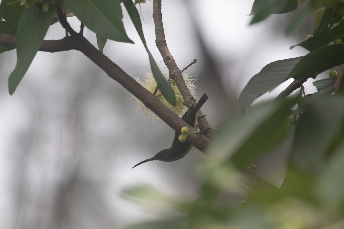 Little Spiderhunter - ML633725308