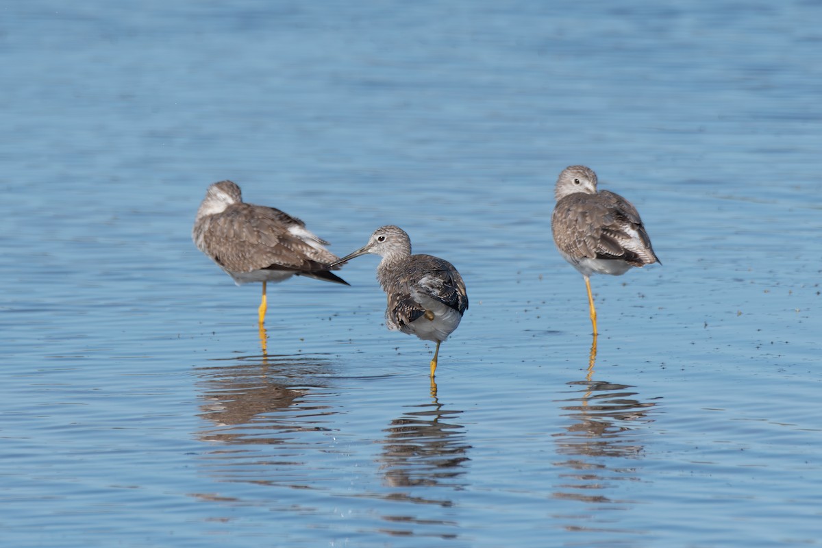 Lesser Yellowlegs - ML633725574