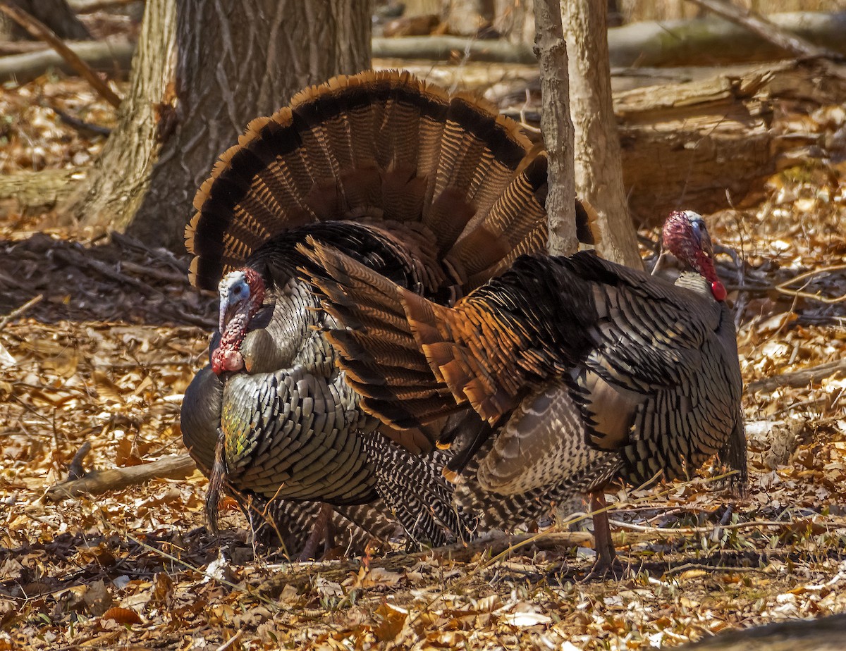 Wild Turkey - Kenneth Czworka