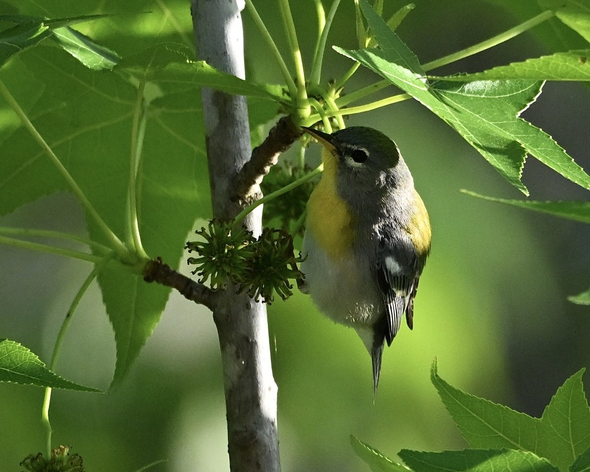 Northern Parula - ML633725844