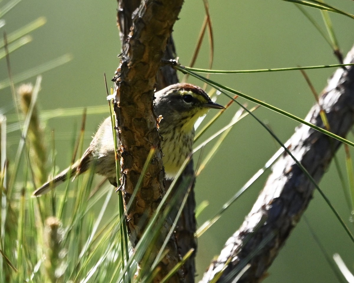 Palm Warbler - ML633725849