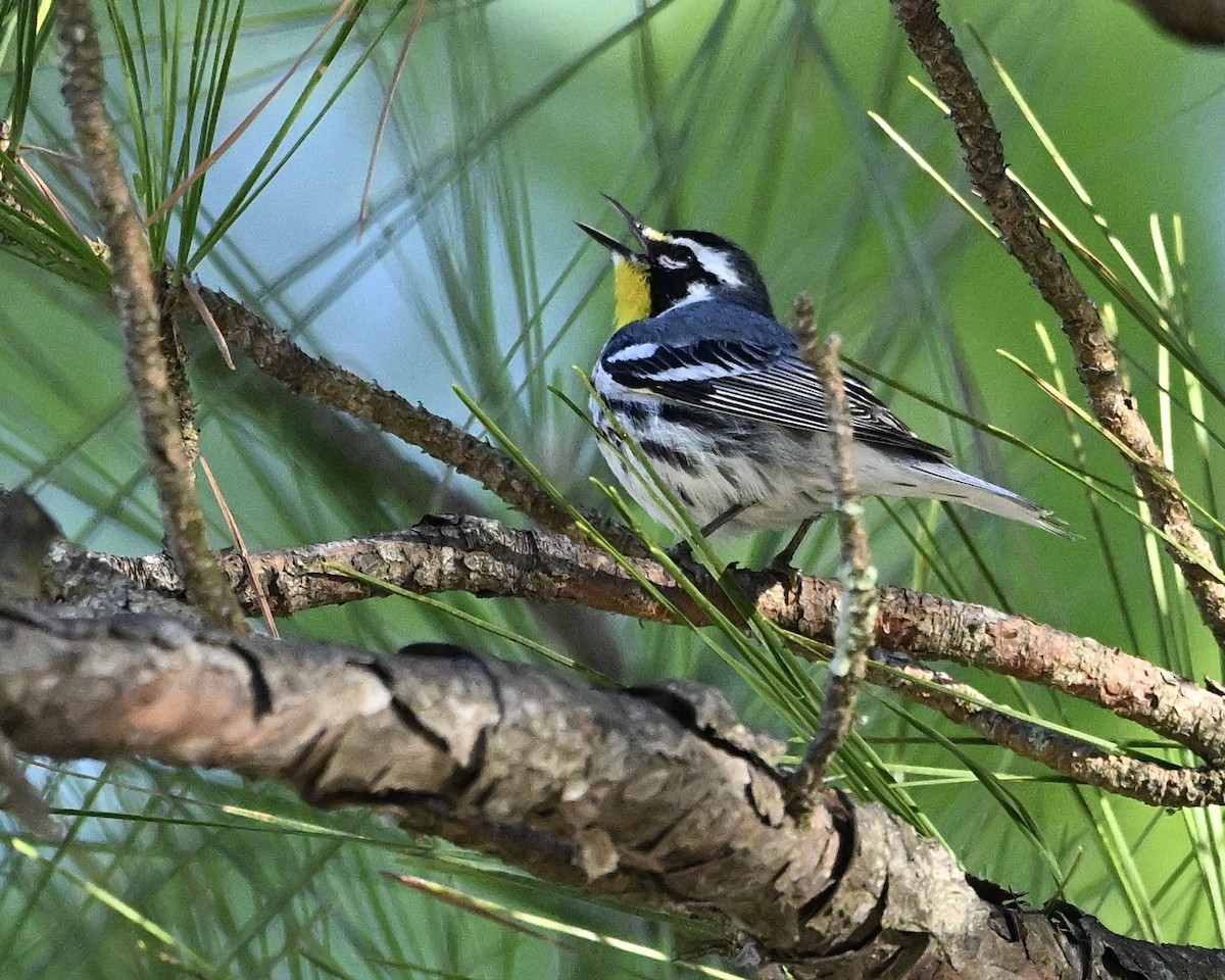Yellow-throated Warbler - ML633725856