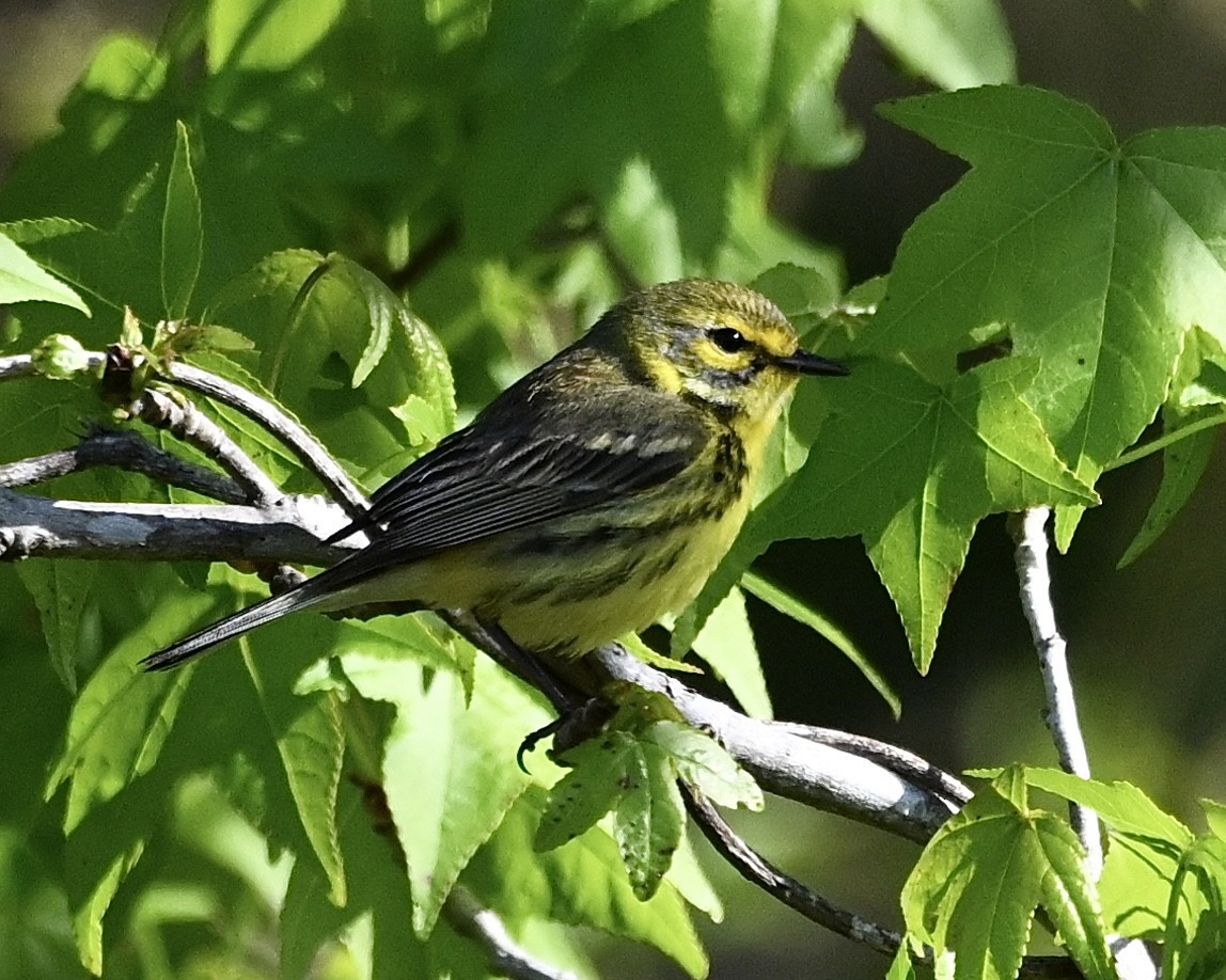 Prairie Warbler - ML633725878