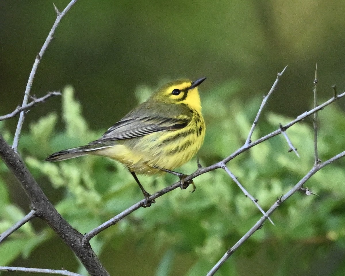 Prairie Warbler - ML633725879