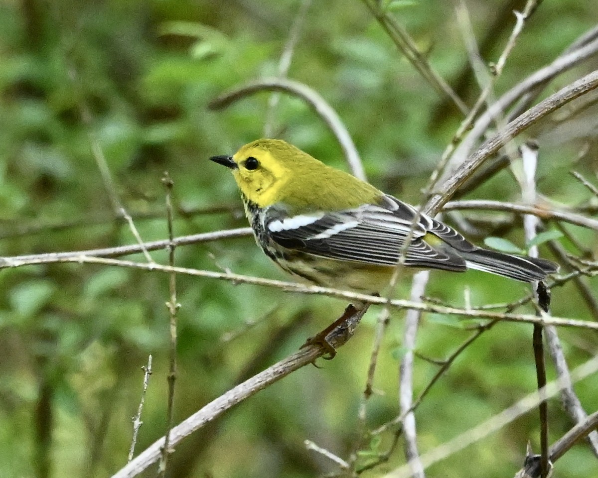 Black-throated Green Warbler - ML633725896