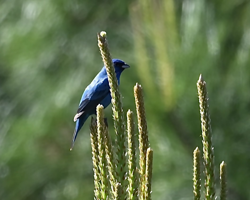 Indigo Bunting - ML633725902