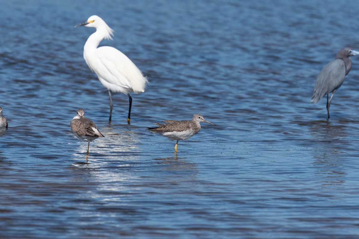 Lesser Yellowlegs - ML633725959