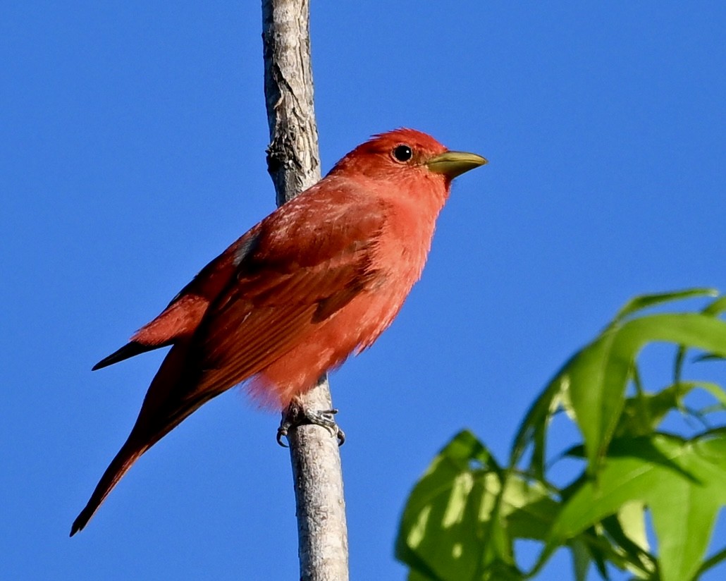 Summer Tanager - ML633725972