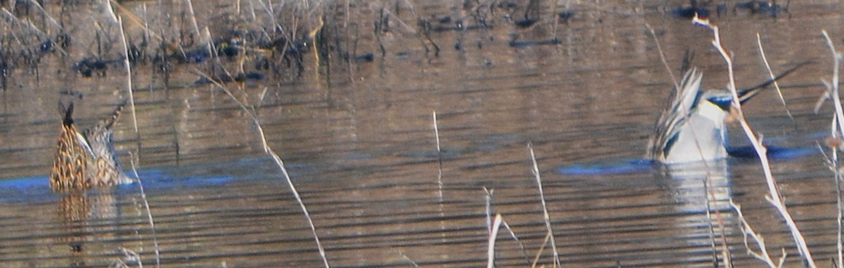 Northern Pintail - ML633726302