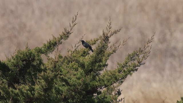 Red-winged Blackbird - ML633726312