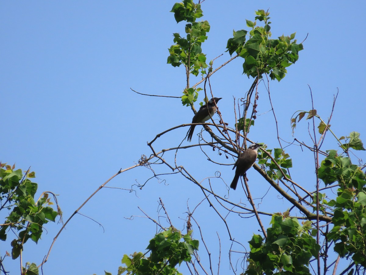Light-vented Bulbul - ML633726331
