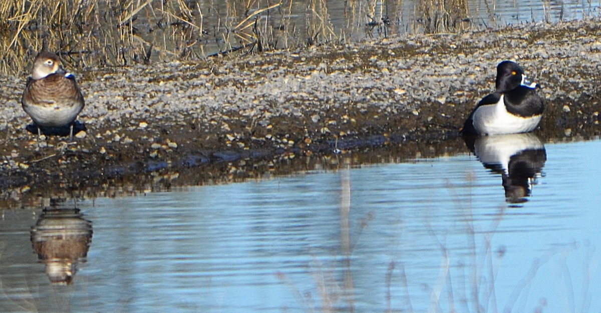Ring-necked Duck - ML633726332