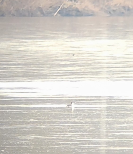 Red-throated Loon - ML633726353