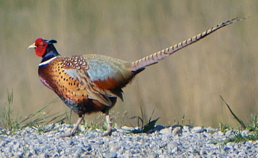 Ring-necked Pheasant - ML633726360