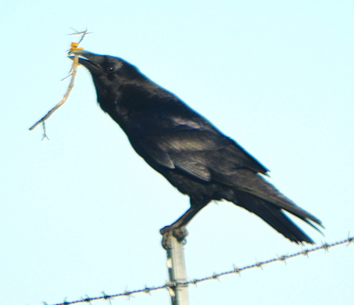 Common Raven - ML633726386