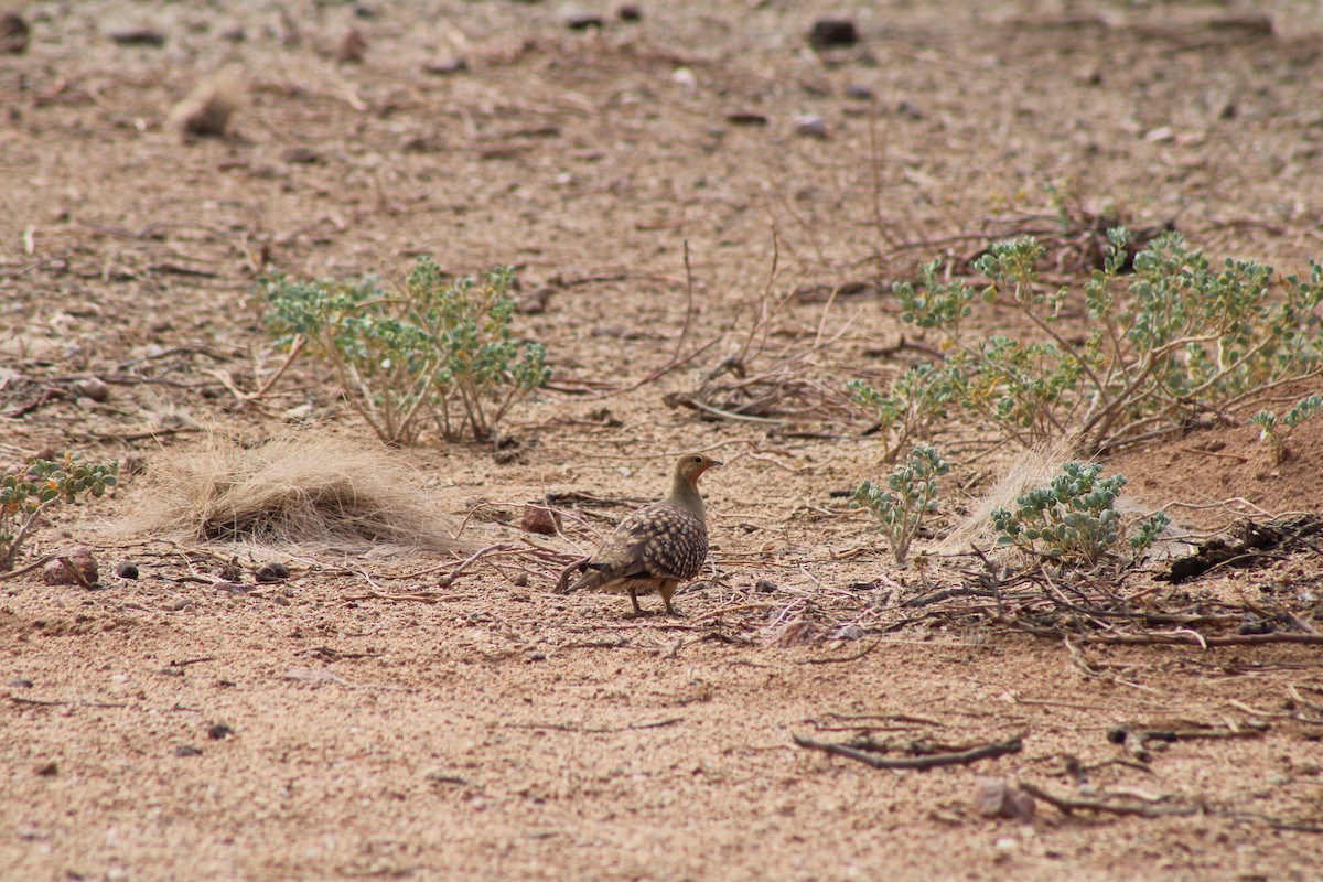 Namaqua Sandgrouse - ML633726432