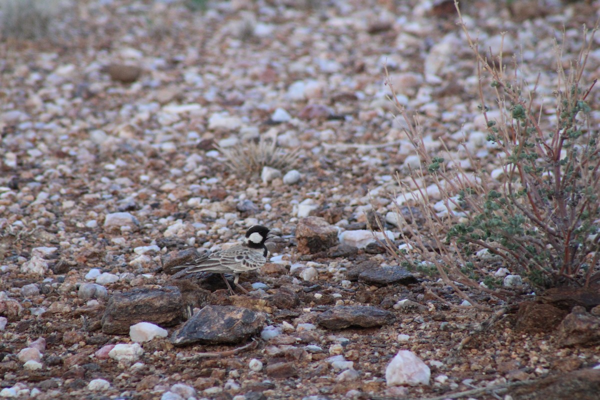 Gray-backed Sparrow-Lark - ML633726471