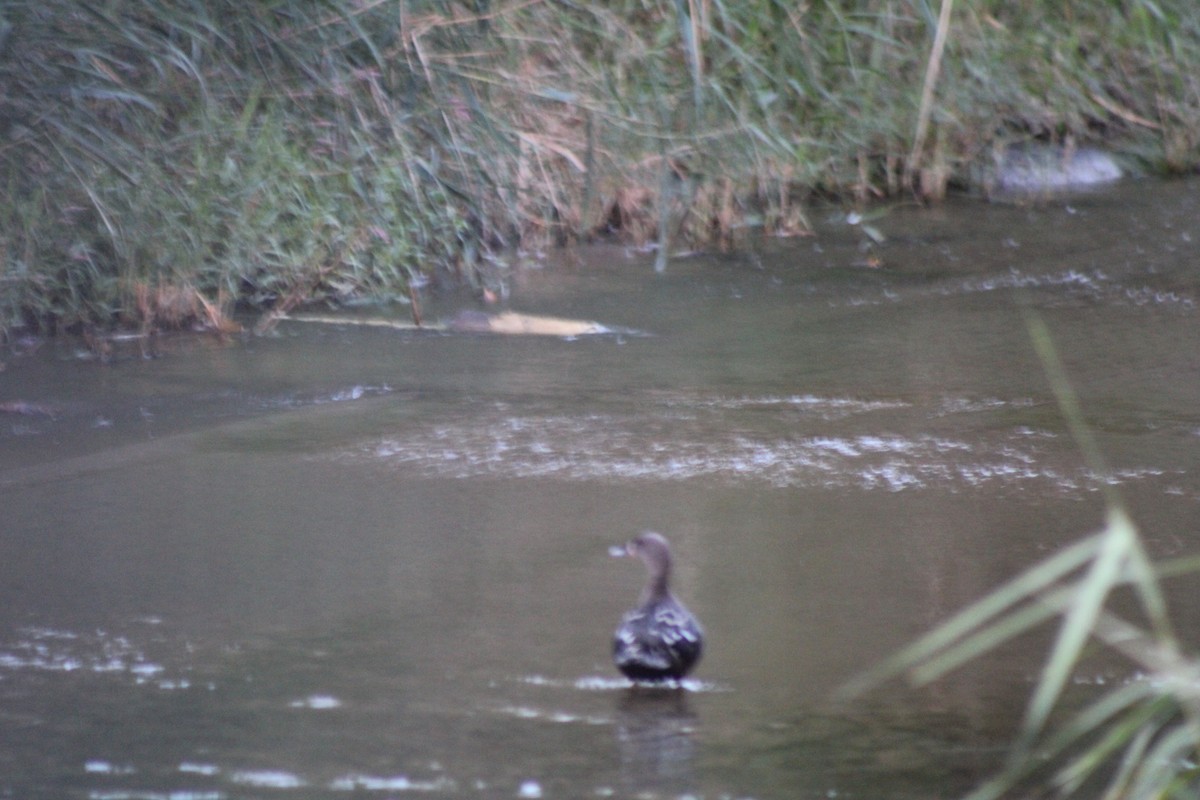 African Black Duck - ML633726496