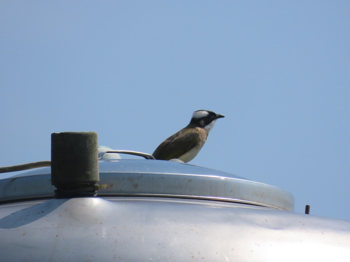 Light-vented Bulbul - ML633726560