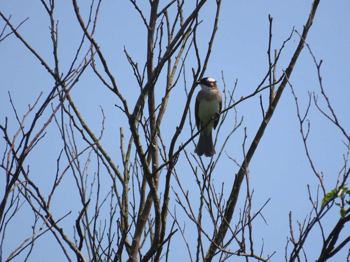 Light-vented Bulbul - ML633726626