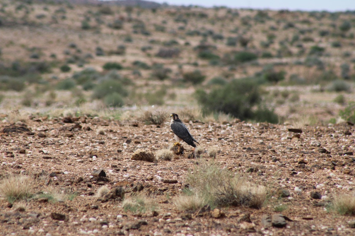 Lanner Falcon - ML633726656