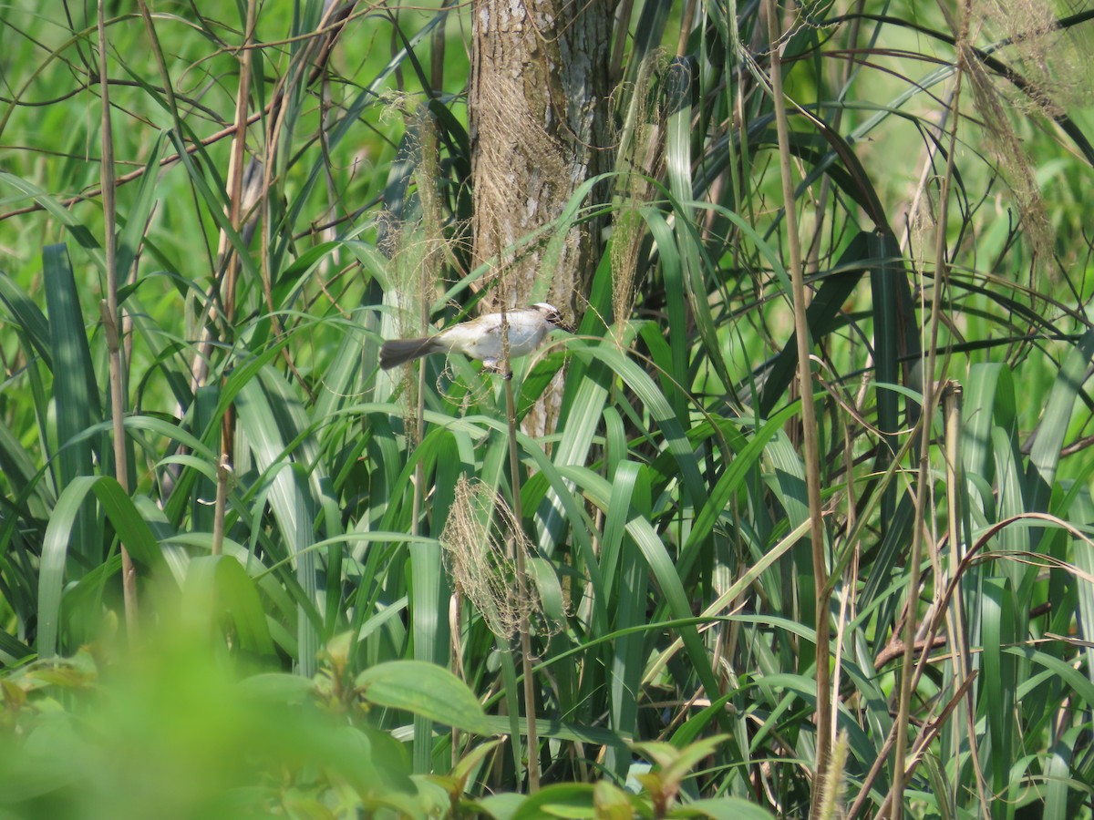Light-vented Bulbul - ML633726707