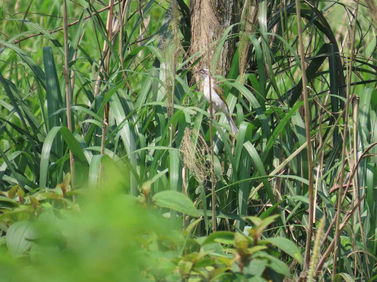 Light-vented Bulbul - ML633726708
