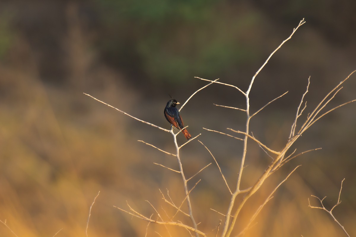 Crested Bunting - ML633726768