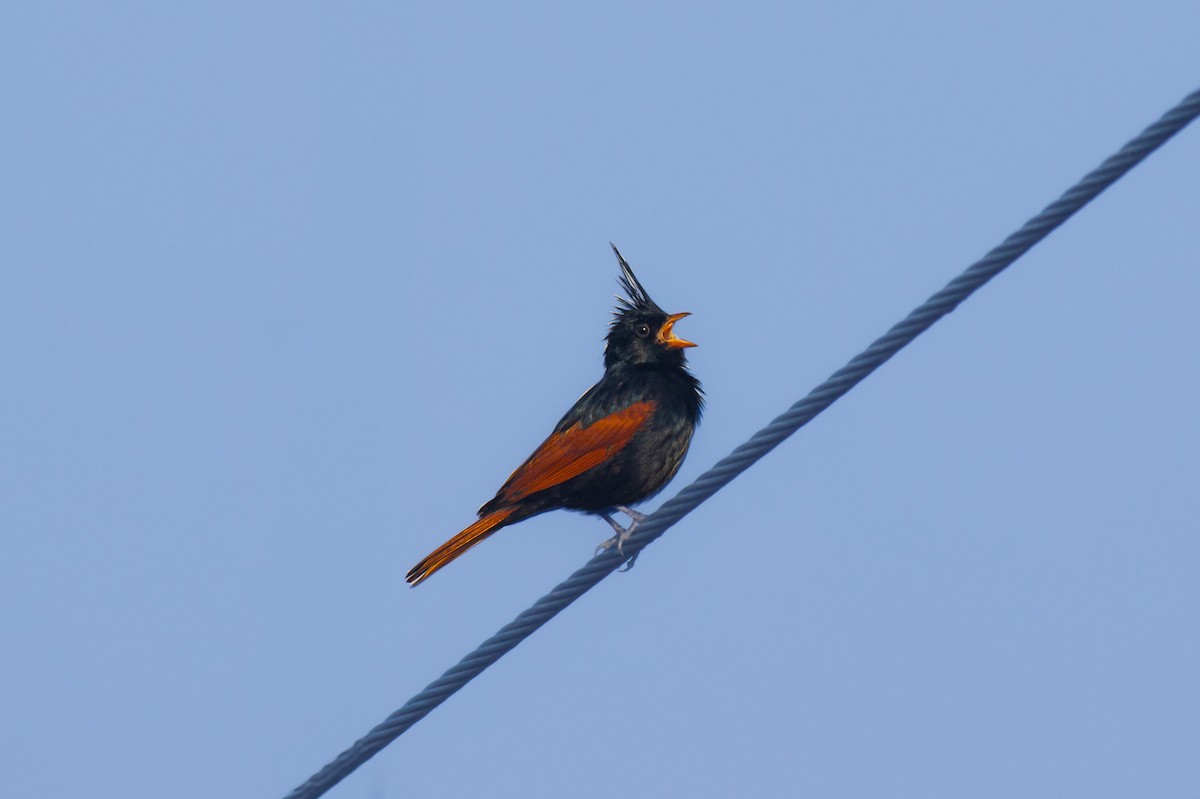 Crested Bunting - ML633726770
