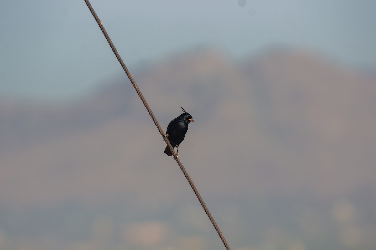 Crested Bunting - ML633726775