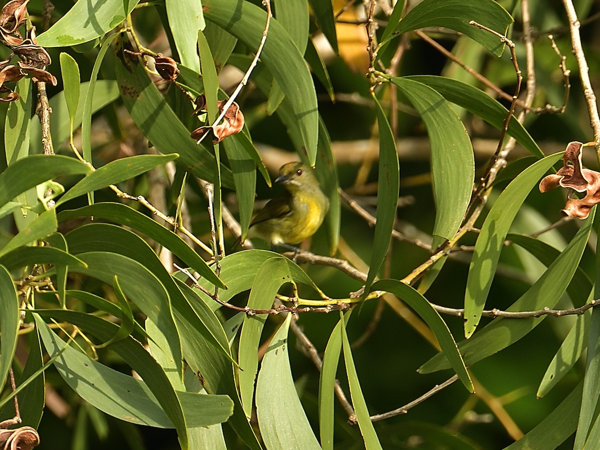Crimson-breasted Flowerpecker - ML633727055