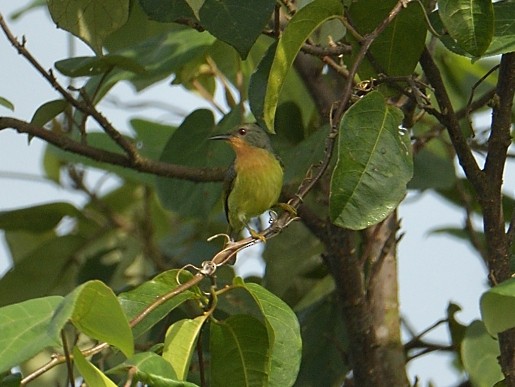 Ruby-cheeked Sunbird - ML633727103